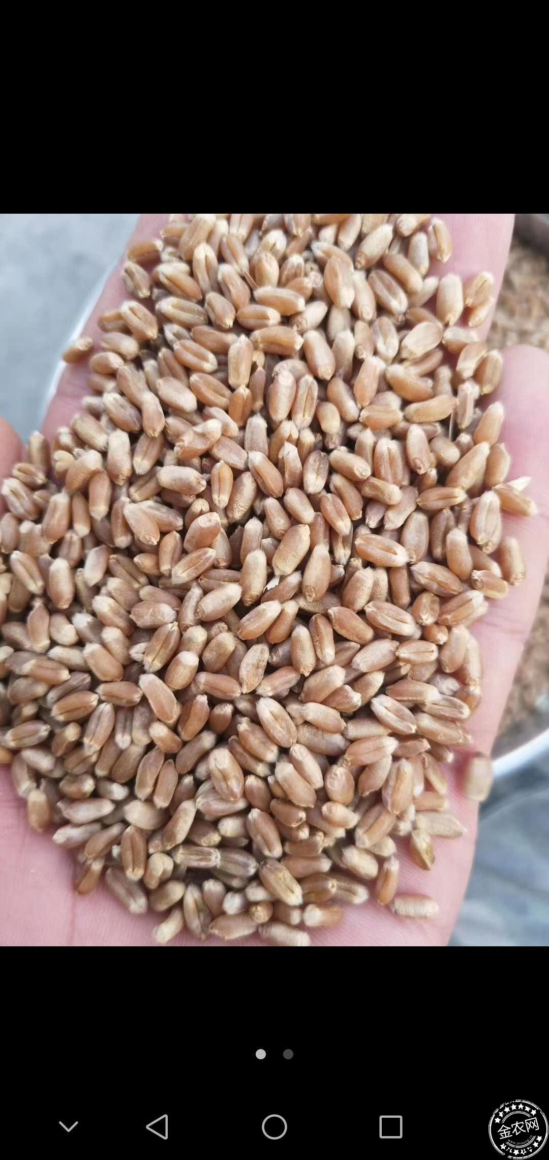 现货供应小麦 五谷杂粮白麦子新麦子 农家饲料小麦粒 带皮小麦-阿里巴巴